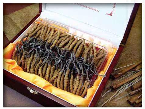 巴中冬虫夏草回收